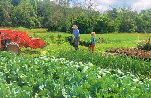 Lettuce Rejoice! July 13, 2023- Summer Farm Share Week 6
