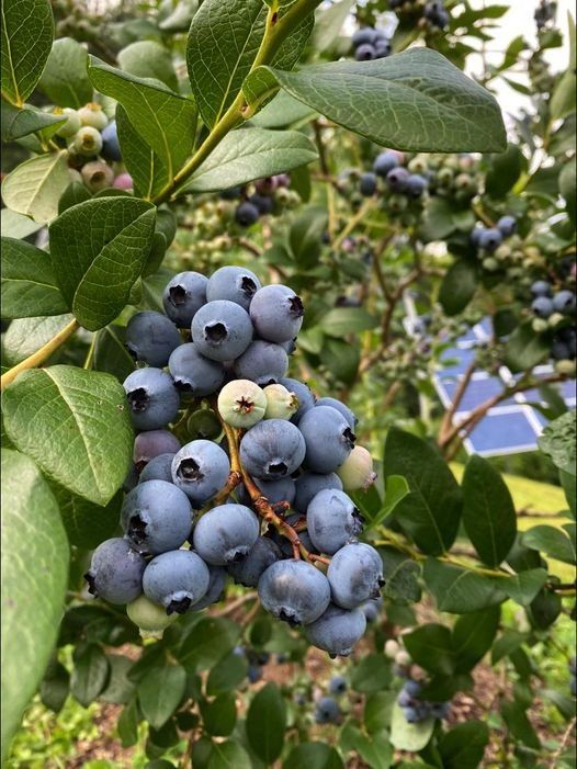 Previous Happening: Abundant Blueberries