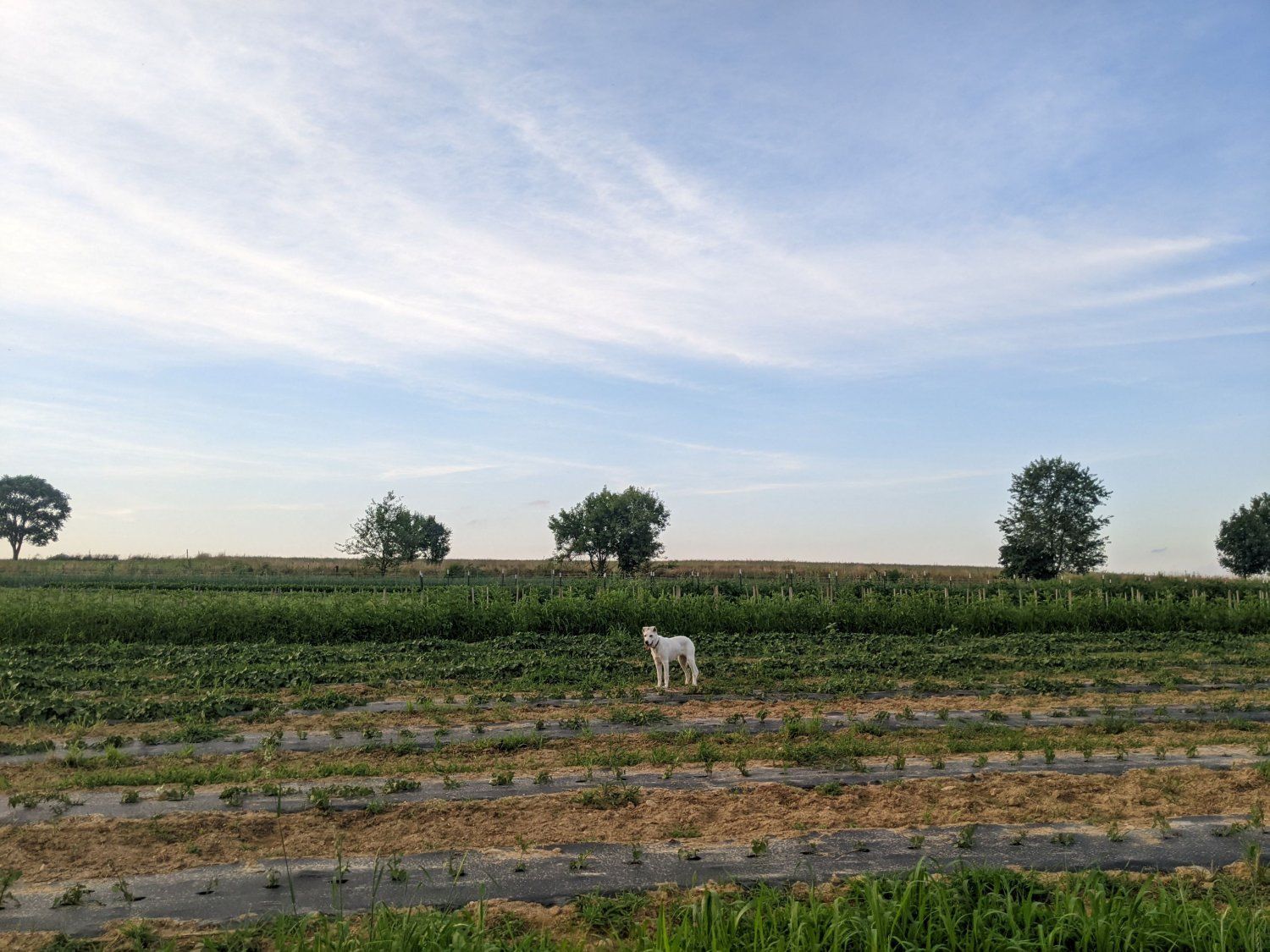 Previous Happening: Farm Happenings for July 18, 2023