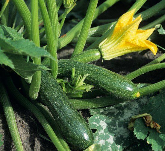 Next Happening: Zucchini and Beans