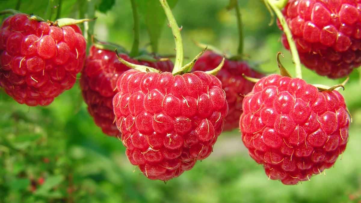 Pop up farm stand - raspberries and more!