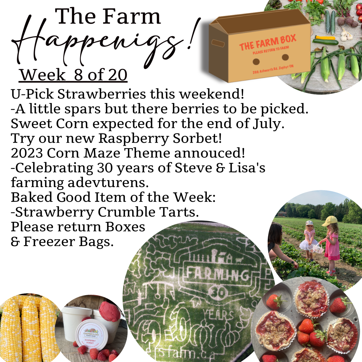 "The Farm Box"-Coopers CSA Farm Farm Happenings Week 8