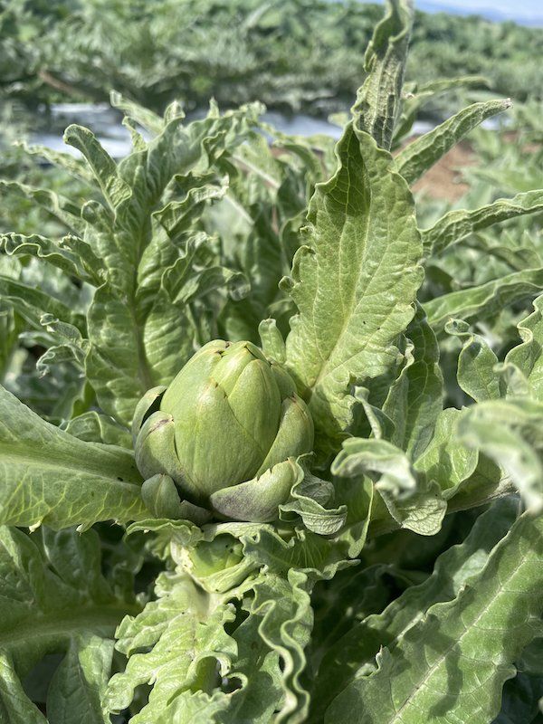 Next Happening: CSA Week 7 - More summer crops, more wild weather and wild farming.