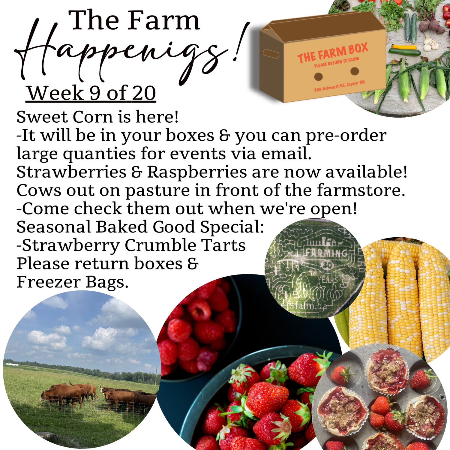 "The Farm Box"-Coopers CSA Farm Farm Happenings Week 9