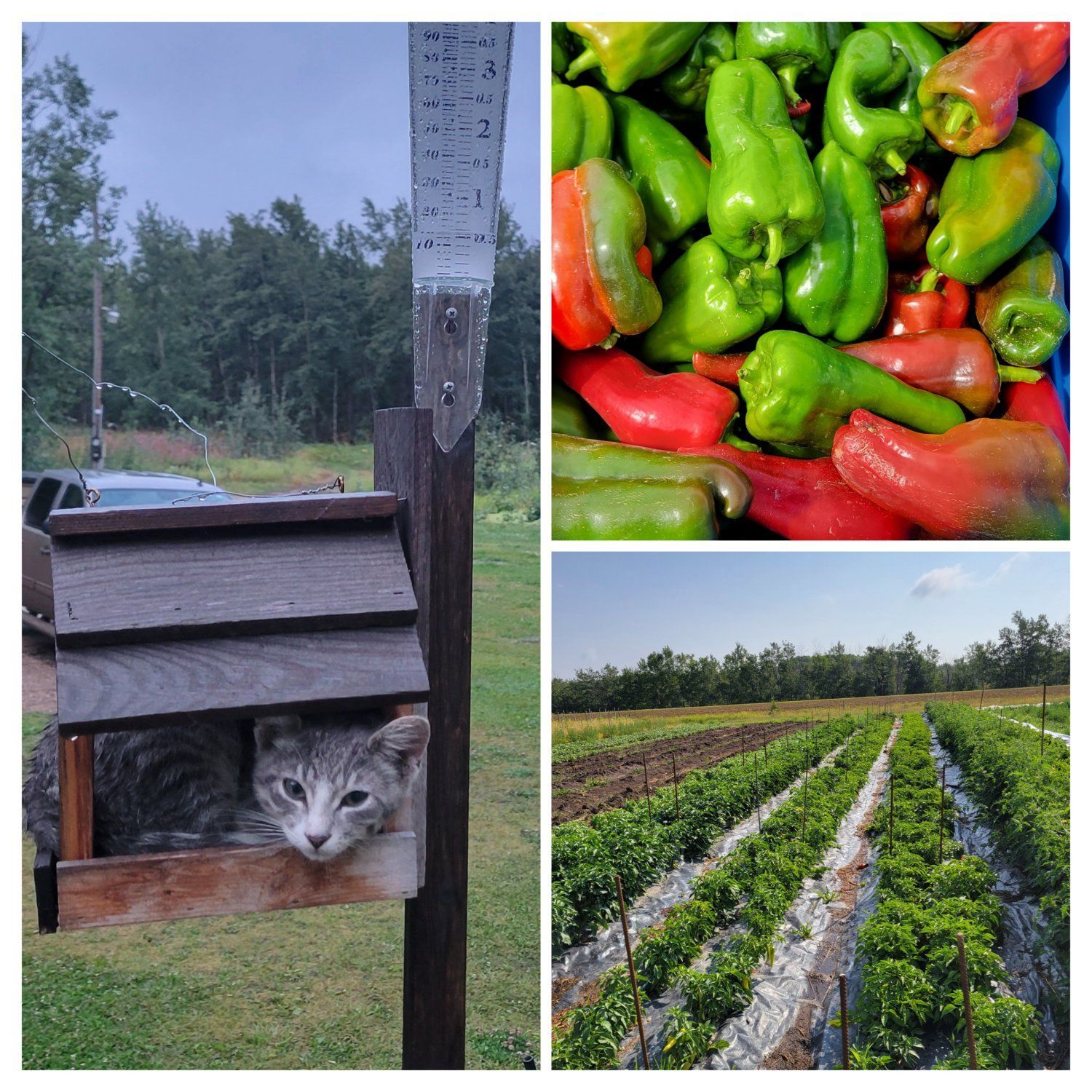 Previous Happening: Farm Happenings for August 16, 2023