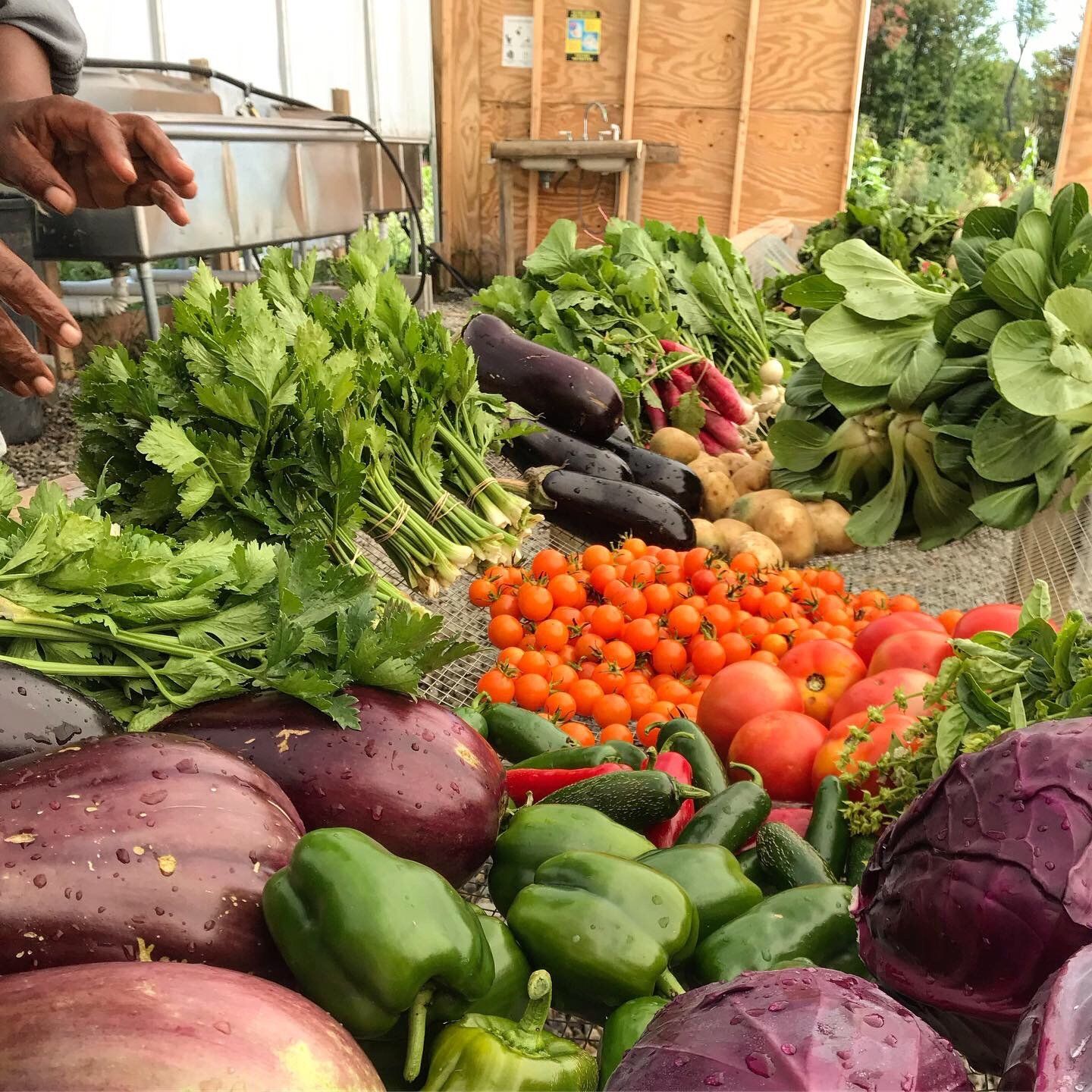 Next Happening: Summer Week 13: Despite the rain, we've got veggies!