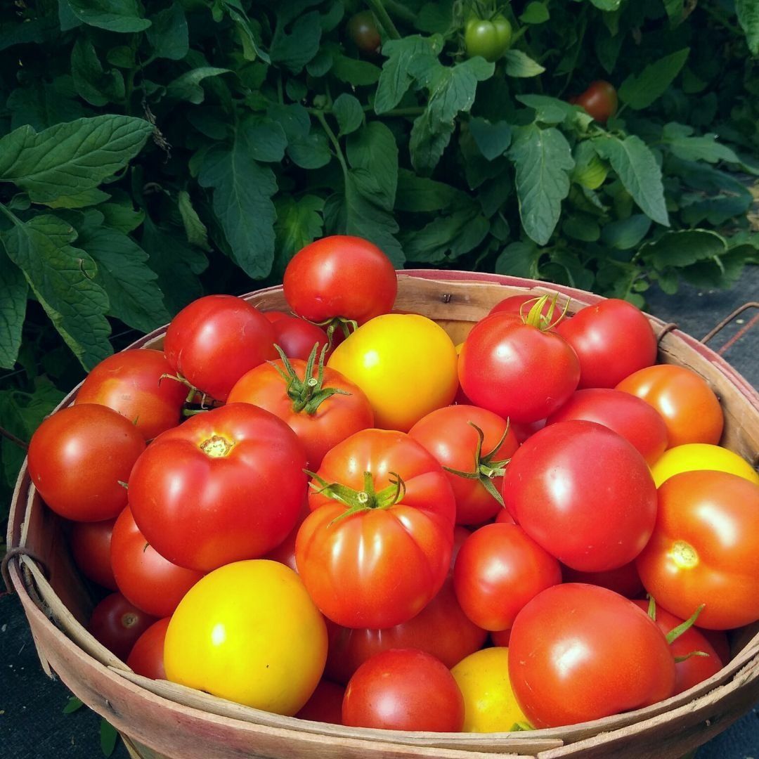 Tomatoes! Finally!!