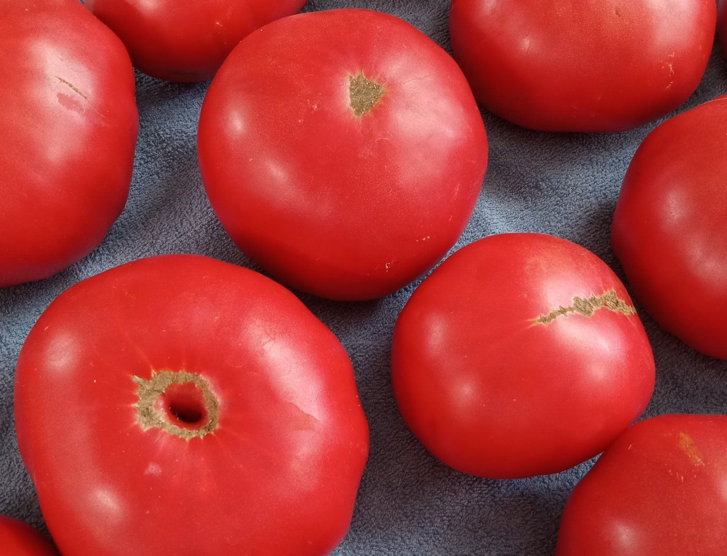 Next Happening: Tomato Time