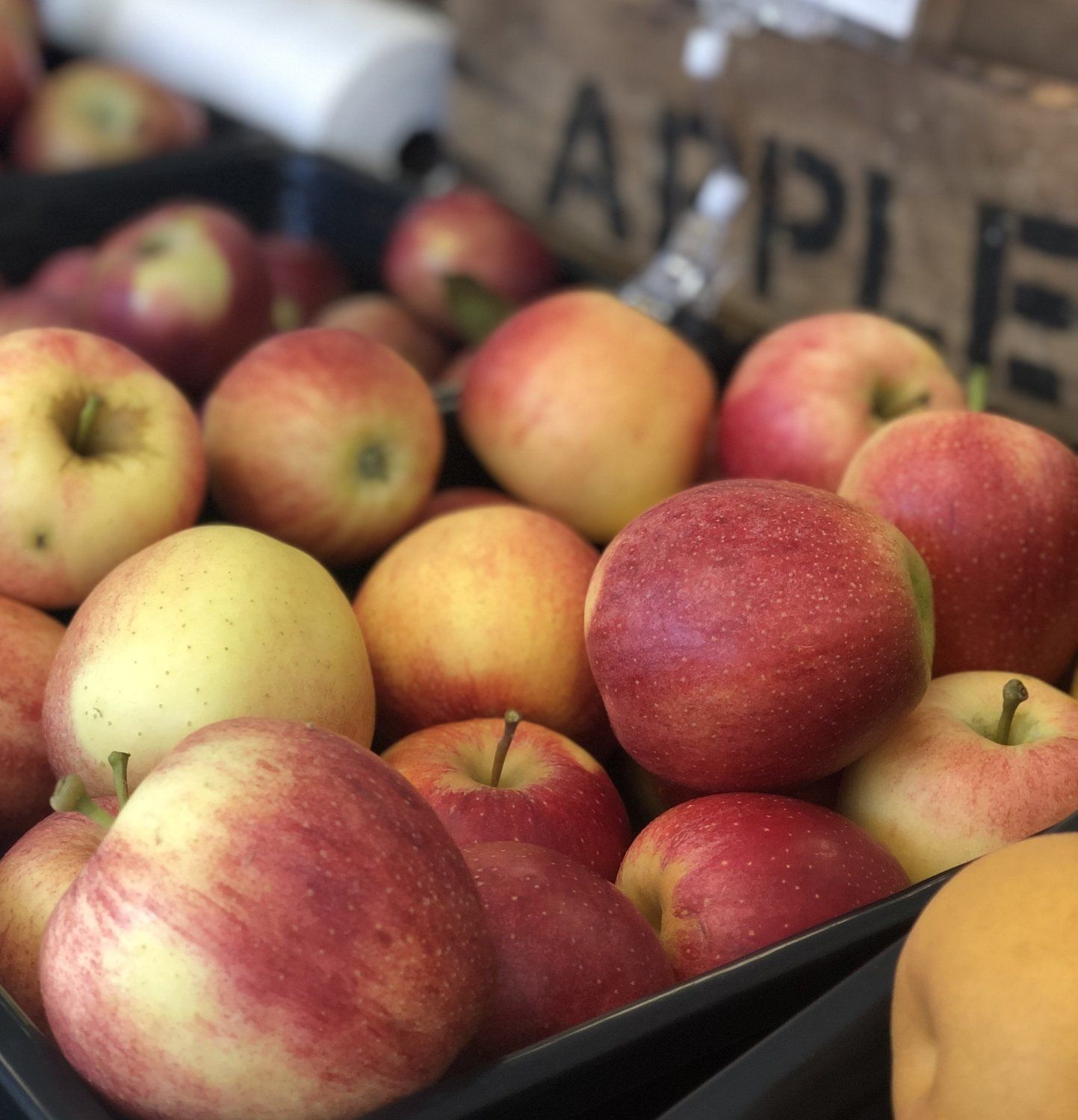 Next Happening: Summer Week 17: Early apples!