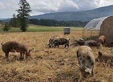 Previous Happening: Pork Share Happenings for October 5th, 2023