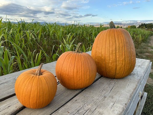 Week 18 - Fall weather, pumpkins and shifting