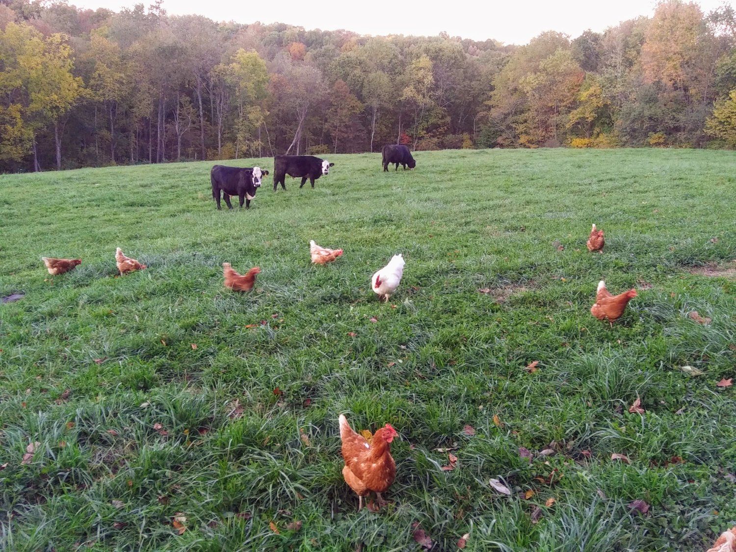 Fall on the Farm