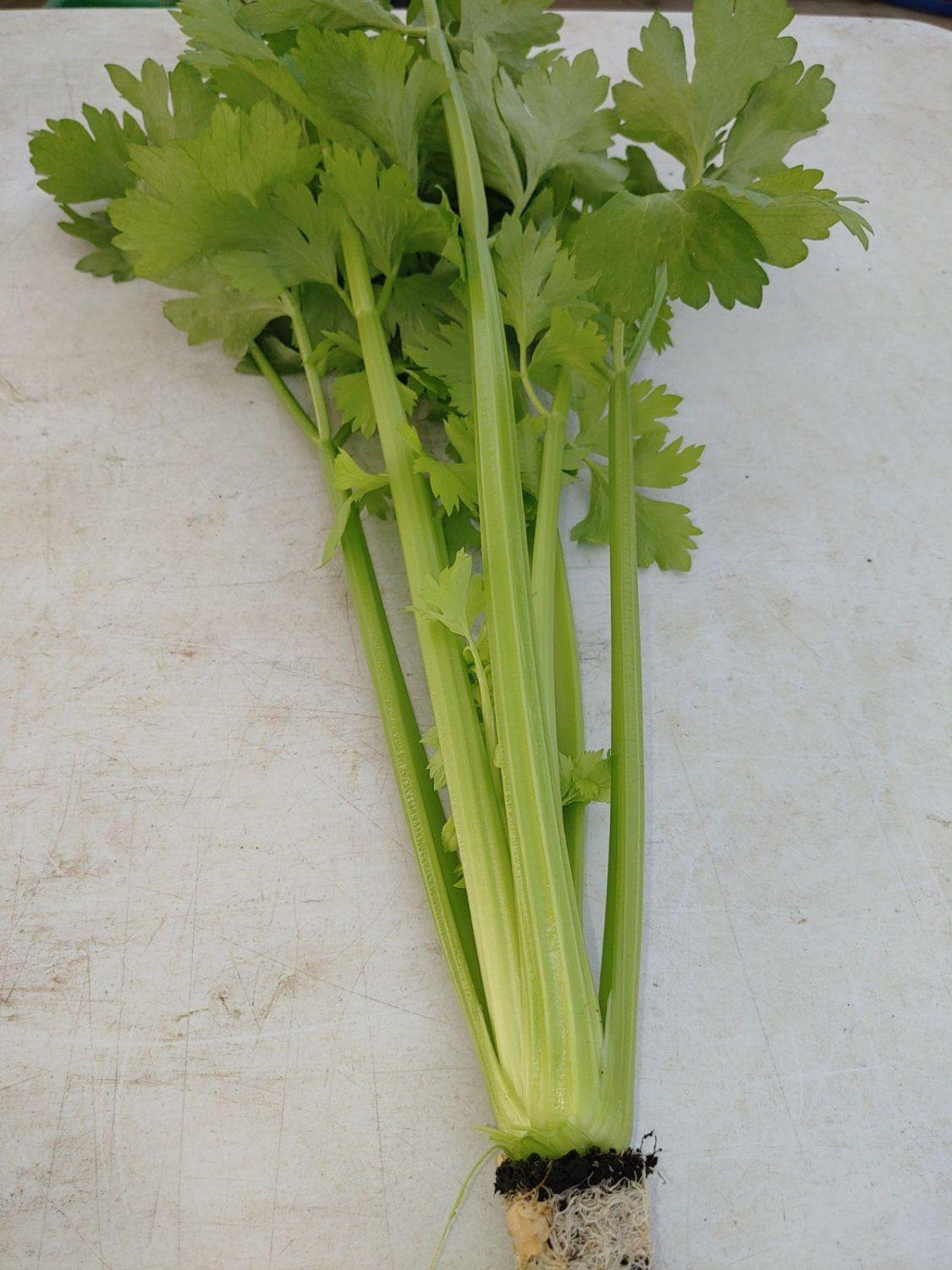 Previous Happening: Fresh Harvest Alert: Celery from Southern Alberta and More!