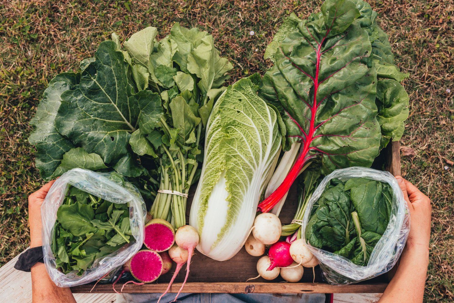 Previous Happening: Eat More Veggies in 2024! The Village Farm Vegetable Share Makes it Easy