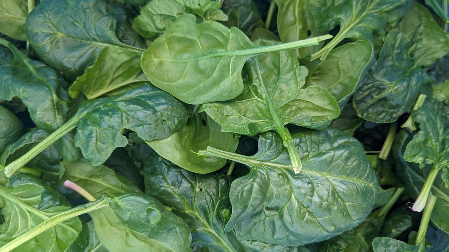 Next Happening: SPINACH SALE! Order by Wednesday at midnight, pick up Thursday, February 29th.