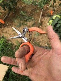 Farm Happenings for August 17, 2018 - A Tomato Story