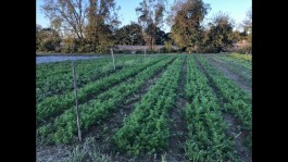 Farm Happenings Week 2, Fall CSA, Roots and Greens