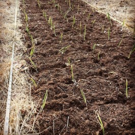 Planting Onions!