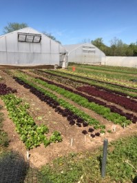 "What's the Point?" - Farm Happenings for April 30, 2019