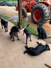 Know Your Farm Dogs