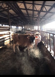 Farm Happenings, Dec. 3, 2019 Updates from Misty Brook Farm