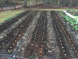 Planting Potatoes while it is Snowing!