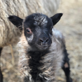 Farm Happenings for March 3, 2020