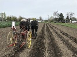 Farm Happenings for April 24, 2020