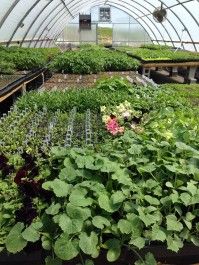 Annual Plant Sale Happening May 11, 2020