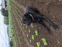 Farm Happenings for May 2, 2020