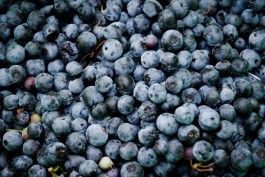 Upick and we pick; we all pick BLUEBERRIES