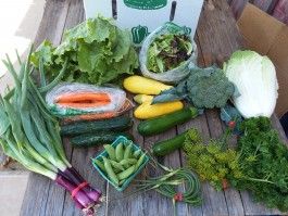 CSA box 6 (Click On Continue Reading to see whole newsletter!)