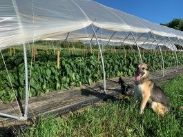 Farm Happenings for 7/28/2020: Amazing Summer Crops are Ready & Update from Ironwood Farm