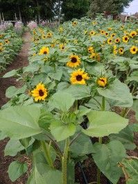 Order Sunflowers from our Neighbor Farm this Week!