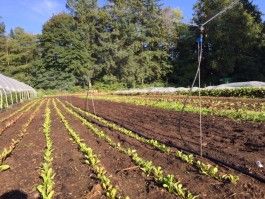 Farm Happening for August 18