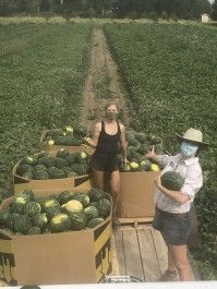 What time is it? Melon time! CSA Week 12