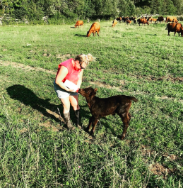Month 4 of 5; Summer 2020 MEAT Share-Coopers CSA Farm Happenings