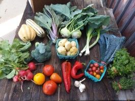 CSA Box 15 (Please Click on Continue Reading to see Whole Newsletter)