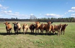 Farm Happenings for 10/20/2020: Update from Springdale Farm