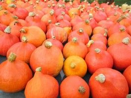 Red Kuri Winter Squash and Ribeye Steaks Available The Week!