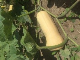 Farm Happenings for the week of October 31, 2020