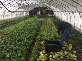 RP-Farm Happenings (Delivery 4 Fall/Winter out of 8)