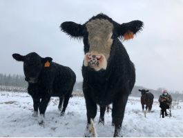 Winter/Spring Meat Share 2020-2021-Coopers CSA Farm Happenings
