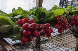 Farm Happenings for March 5, 2021