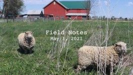 Field Notes: Checking in on Crops for June CSA Boxes