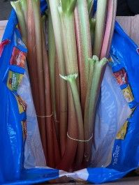 Rhubarb and Beet Greens Arrive!