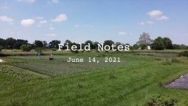 Field Notes: Cover Crops