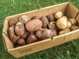 New Potatoes and Blackberries