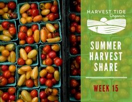Summer Harvest Share - Week 15