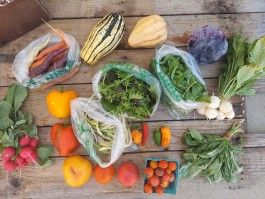 Fall CSA Box #15 (Click continue Reading to see whole newsletter)